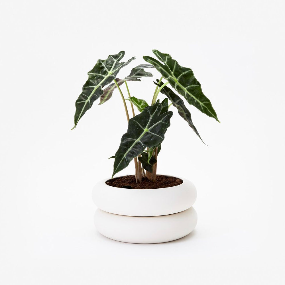 Areaware Stacking Planter - Short White